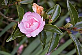 CAMELLIA SASANQUA PINK PEARL AT BIRMINGHAM BOTANICAL GARDENS AND GLASSHOUSES