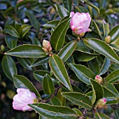 CAMELLIA SASANQUA PINK PEARL AT BIRMINGHAM BOTANICAL GARDENS AND GLASSHOUSES