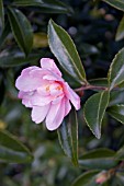 CAMELLIA SASANQUA PINK PEARL AT BIRMINGHAM BOTANICAL GARDENS AND GLASSHOUSES