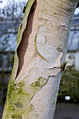 BETULA COSTATA, RIBBED BIRCH, AT BIRMINGHAM BOTANICAL GARDENS AND GLASSHOUSES,