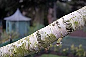 BETULA COSTATA, RIBBED BIRCH, AT BIRMINGHAM BOTANICAL GARDENS AND GLASSHOUSES,