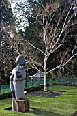 BETULA COSTATA, RIBBED BIRCH, AT BIRMINGHAM BOTANICAL GARDENS AND GLASSHOUSES,