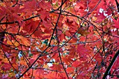 ACER PALMATUM LEAVES BACKLIT