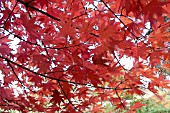 ACER PALMATUM LEAVES BACKLIT MANIPULATED
