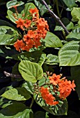 SCARLET CORDIA, GERANIUM TREE