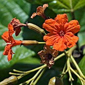 SCARLET CORDIA, GERANIUM TREE