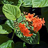 SCARLET CORDIA, GERANIUM TREE