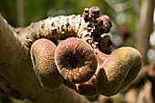 FICUS AURICULATA LOUR