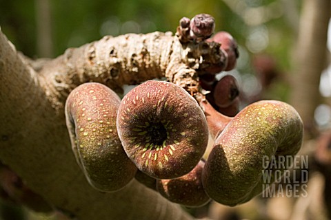 FICUS_AURICULATA_LOUR