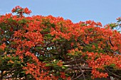 POINCIANA