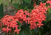 IXORA