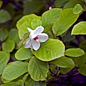 MAGNOLIA SEIBOLDII