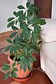 SCHEFFLERA