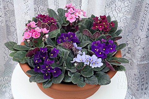 SAINTPAULIA_IONANTHA_AFRICAN_VIOLET