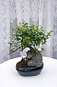 LIGUSTRUM JAPONICUM, JAPANESE PRIVET, BONSAI