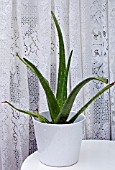 ALOE VERA, SUCCULENT