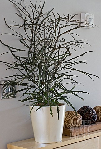 SCHEFFLERA_ELEGANTISSIMA_SYN_DIZYGOTHECA_ELEGANTISSIMA