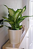 DIEFFENBACHIA, DUMB CANE