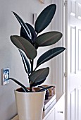 FICUS ELASTICA, RUBBER PLANT