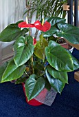 ANTHURIUM, FLAMINGO FLOWER