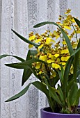 ONCIDIUM, ORCHID