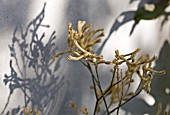 ANIGOZANTHUS RUFUS, KANGAROO PAW