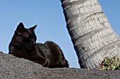 BLACK CAT SUNBATHING