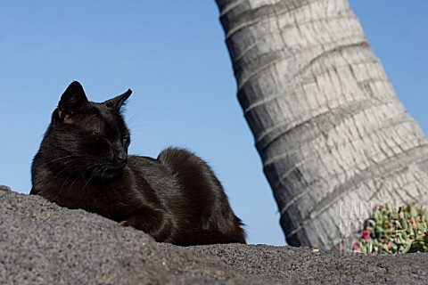 BLACK_CAT_SUNBATHING