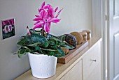 CYCLAMEN PERSICUM