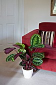 CALATHEA