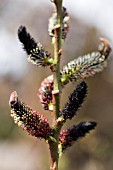 SALIX GRACILOSTYLA,  WILLOW