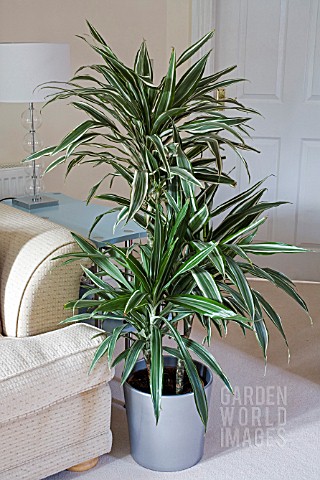 DRACAENA_MARGINATA_BICOLOR