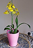 ONCIDIUM, ORCHID