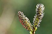 SALIX GRACILISTYLA,  WILLOW