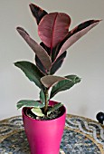 FICUS ELASTICA