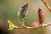 SALIX GRACILISTYLA,  WILLOW