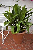 ASPIDISTRA ELATIOR, CAST IRON PLANT