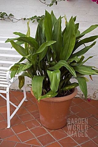 ASPIDISTRA_ELATIOR_CAST_IRON_PLANT