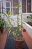 DRACAENA REFLEXA, PLEOMELE
