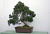 250 YEAR OLD BONSAI, JUNIPERUS CHINENSIS