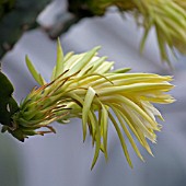 HYLOCEREUS UNDULATUS, QUEEN OF THE NIGHT