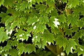 ACER JAPONICUM, FULL MOON MAPLE