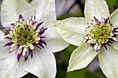 CLEMATIS FLORIDA SEIBOLDII