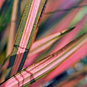 PHORMIUM SUNDOWNER