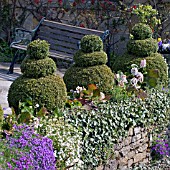 TOPIARY AT MILL DENE GARDEN, BLOCKLEY, APRIL