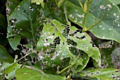 MAGNOLIA SOULANGEANA LEAVES EATEN BY SLUGS