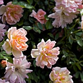 ROSA PHYLLIS BIDE