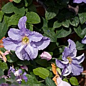 CLEMATIS DOMINICA