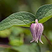 CLEMATIS FUSCA VAR. VIOLACEA