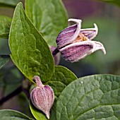 CLEMATIS FUSCA VAR. VIOLACEA